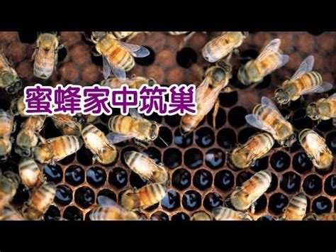 蜂來築巢|【蜜蜂到家裡築巢】蜜蜂到家裡築巢：徵兆、吉凶禍福。